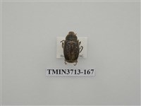 藏品(金龜子科)的圖片